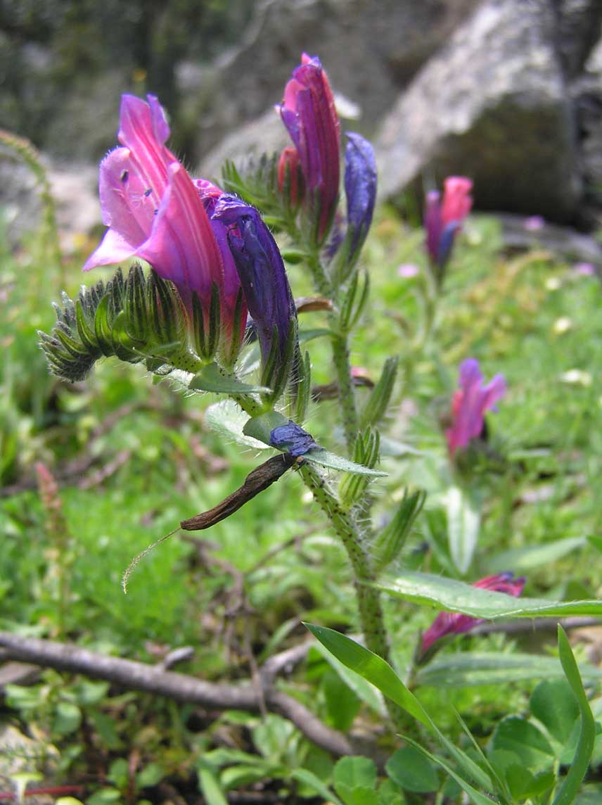 Echium plantagineum / Viperina plantaginea